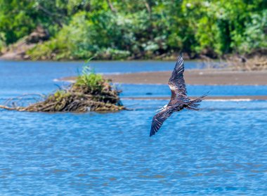 Bahar başında Kosta Rika 'daki Tarcoles Nehri' nin sularında süzülen bir Frigatebird manzarası.