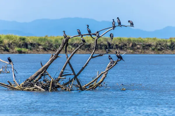 Neotropik karabatakların Kosta Rika 'daki Tarcoles Nehri' ndeki sürüklenen dallara tünemiş görüntüsü