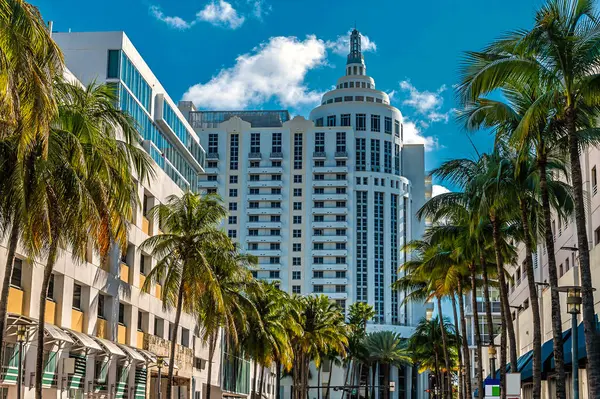 İlkbaharda Miami 'de Güney Sahili açıklarında bir palmiye ağacının manzarası.