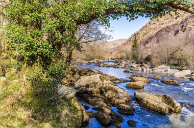Bahar zamanı Galler, Snowdonia 'da Glaslyn Dağı' nda bir ağacın tepesinde.