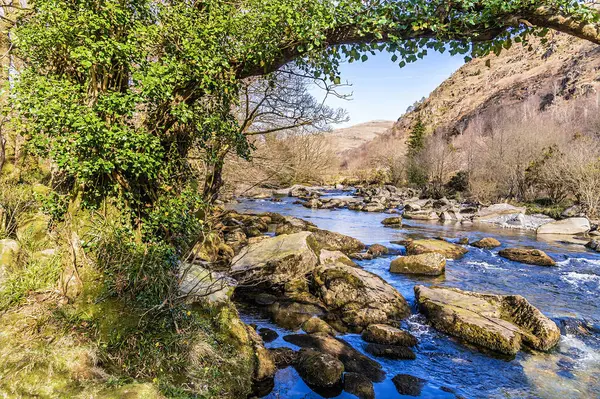 Bahar zamanı Galler, Snowdonia 'da Glaslyn Dağı' nda bir ağacın tepesinde.