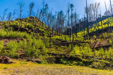 İlkbaharda Pravcicka Kapısı kemerine giden alt yolun orta kısmının bir görüntüsü