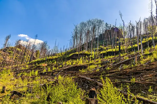 İlkbaharda Pravcicka Kapısı kemerine giden alt yolun kenarından bir manzara