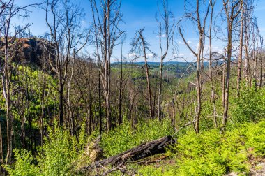 İlkbaharda yolun ortasındaki ağaçların arasından Pravcicka Kapısı kemerine giden bir manzara