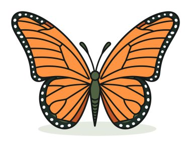 Kanatlarında beyaz lekeler olan turuncu ve siyah kral kelebeği. Beyaz arka planda detaylı bir böcek görüntüsü. Doğa ve bahar konsept vektör çizimi.