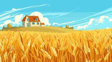 Altın buğday tarlası olgun hasat çiftliği geçmişi. Kır manzaralı tarım arazisi mavi gökyüzü. Sonbahar hasat mevsimi kırsal alan altın buğday kulakları