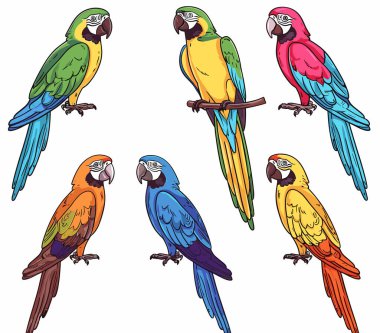 Beş renkli papağan tek tek tüneyen canlı renkler gösteriyordu. Çeşitli türler mavi, kırmızı, sarı, yeşil tüylü papağanlar tasvir edilmiştir. Ayrıntılı tüyler, gagalar, görünür çizgi film stili pençeler