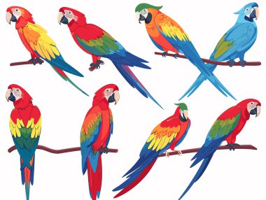Renkli papağan resimleri, farklı pozlar, canlı tüyler. Tropik kuşlar, egzotik vahşi yaşam, kırmızı papağan, mavi papağan. Papağanlar tünek, ayrıntılı tüyler, karikatür biçimi izole