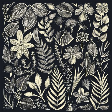 Çeşitli el yapımı bitkiler, çiçekler içeren botanik illüstrasyonlar siyah arkaplan bırakıyor. Çiçek desenli farklı türler, sanatsal, doğa temalı, detaylı taslak, tek renkli. Bitki çizimleri