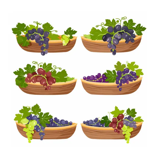 Çeşitli üzüm kümeleri ahşap kaseler, çeşitli üzüm yaprakları. Mor yeşil üzüm çizimleri, izole edilmiş meyve kaseleri, çeşitli türler, asma ürünleri, ahşap kaplar.
