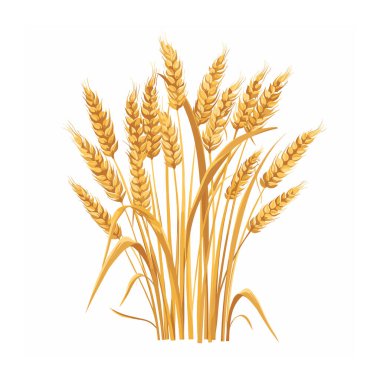 Golden wheat sheaves isolated against white background, symbolizing agriculture, harvest, breadmaking. Wheat ears, stalks, grains detailed, indicating ripe cereal crop ready harvesting. Farming clipart