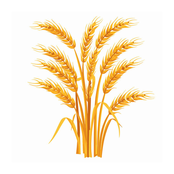 Золотые колосья пшеницы изолированы белый фон. Стебли пшеницы означают сельское хозяйство, уборку урожая, выращивание зерна. Спелые зерновые растения представляют сельское хозяйство, хлеб, пищевое производство