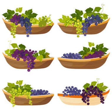 Tahta kaseler renkli üzümler, yeşil yapraklar. Taze meyve konsepti organik ürün hasadı. Yeşiller, mor üzümler, besleyici yiyecekler.