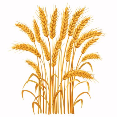 Altın buğday sapları zarif bir şekilde izole edilmiş beyaz arka planda sallanıyor. Detaylı kulaklar tam tahıllı hasat sonbahar sembolü çizimi. Tarım botaniği sanat eserleri olgunlaşmış ürünleri sergiliyor.