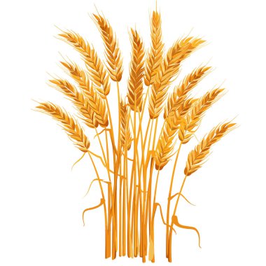 Altın sarısı buğday sapları dimdik duruyor, kafaları tamamen olgun, izole beyaz arka planda duruyor. Tarım ürünleri, özellikle buğday, gerçekçi grafik stili tarım ürünleri hasat temaları. Buğday