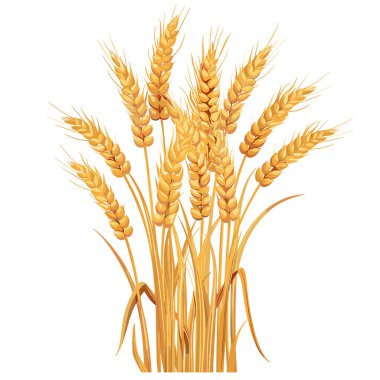İzole edilmiş beyaz arka plana karşı altın buğday sapları. Vektör illüstrasyonu olgun buğday demetleri, ideal tarım temaları, doğal ürün ambalajları, hasat esaslı tasarımlar. Sapıklar çizildi