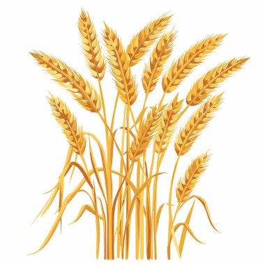 Altın buğday demetleri hasat mevsimini sembolize ediyor. Gerçekçi buğday sapları tarımsal temaları çağrıştırıyor. İzole edilmiş beyaz arka plan, canlı sarı altın tonlarını artırır