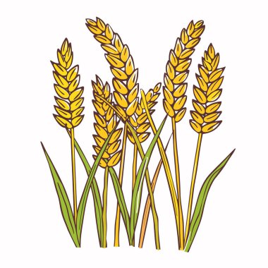 Altın buğday, yeşil yapraklar, izole edilmiş beyaz arka plan. Mükemmel tarım projeleri, tarım temalı tasarımlar, organik ürün etiketleri. Güzel buğday mahsullerini vurgulayan ayrıntılı çizimler. Olgun