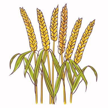 Altın buğday kulakları olgunlaşmış yapraklar stilize edilmiş tarımsal bitki yetiştirme hasat tarlaları doğal besin kaynağı tahıl. Parlak sarı kulaklar. Uzun yeşil yaprak.