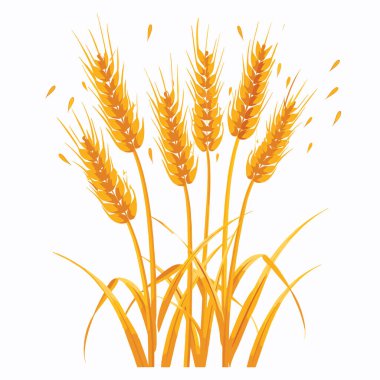 Altın buğday kulakları yakın çekim, izole edilmiş beyaz arka plan ekinlerine karşı parlak sarı renk. Detaylı çekirdekler zarif saplar içeriyor. Kulaklar tarım refahını hasat etmeyi hedefliyor