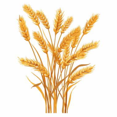 Altın buğday başakları kümelenmiş, detaylı illüstrasyon, izole edilmiş beyaz arka plan. Tarım ürünü, tahıl, tarım teması, altın saplar, olgun tahıl, tarım hasadı, vektör illüstrasyonu