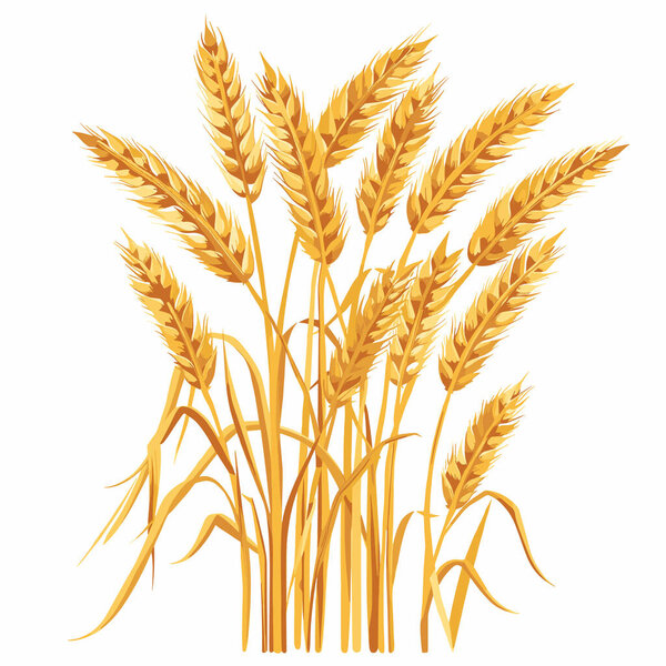 Золотые снопы пшеницы, собранные вместе, символизируют сезон сбора урожая. Реалистичные стебли пшеницы, детализированные ядра, вызывают сельскохозяйственные темы. Изолированный белый фон усиливает яркие тона желтого золота