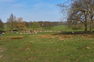 4 / 04 / 2021 Richmond Parkı, İngiltere. Richmond Park 'ta bir grup geyik.