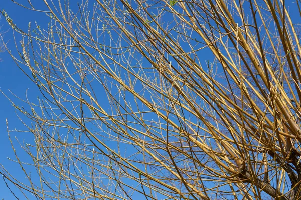 stock image tree branches under blue sky in April