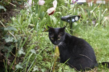 Genç siyah beyaz kedi, yeşil bir bahçede ultrasonik kedi kovucusunun önünde oturuyor..