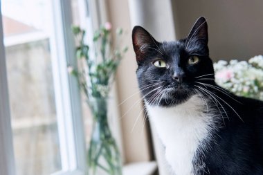 Genç siyah beyaz bir kedi pencerenin yanında oturuyor arkasında çiçekler var, kameraya bakıyor.