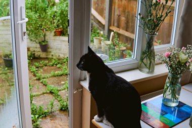 Genç siyah beyaz bir kedi yeşil bahçeyi görmek için pencereden dışarı bakıyor..