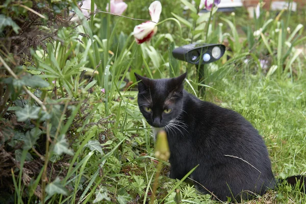 Молода Чорно Біла Кішка Сидить Перед Ультразвуковим Котячим Репелентом Зеленому — стокове фото