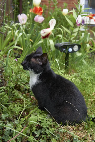 Молода Чорно Біла Кішка Сидить Перед Ультразвуковим Котячим Репелентом Зеленому — стокове фото