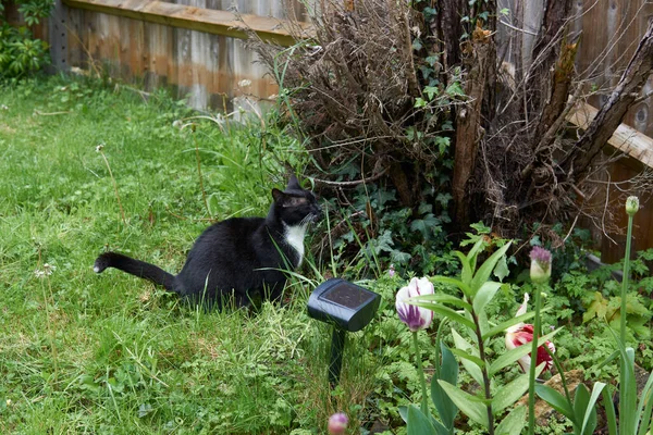 Young black and white cat sitting infront of ultrasonic cat repellent in a green garden.