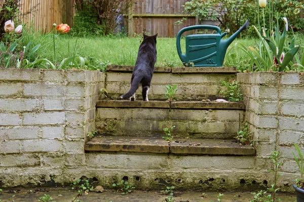 Молодий Чорно Білий Кіт Сидить Садових Сходах Поруч Великою Зеленою — стокове фото