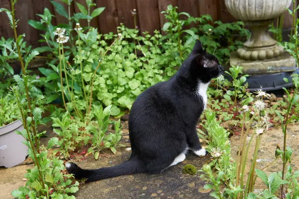 Молодий Чорно Білий Кіт Сидить Садових Сходах Поруч Великою Зеленою — стокове фото
