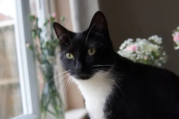 Jeune Chat Noir Blanc Est Assis Côté Fenêtre Avec Des — Photo