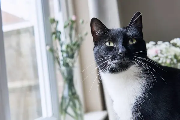 Okna Sedí Mladá Černobílá Kočka Květinami Zády Dívá Kamery — Stock fotografie