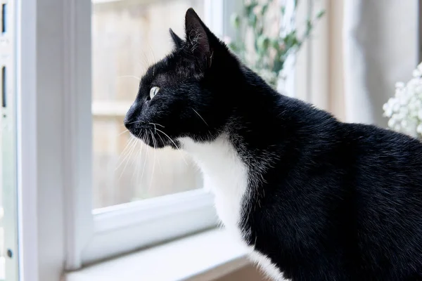 Młody Czarno Biały Kot Patrzy Przez Okno Kwiatami — Zdjęcie stockowe