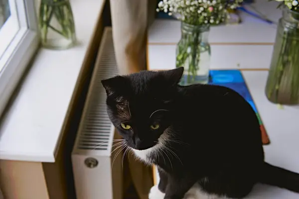 Молодий Чорно Білий Кіт Сидить Столі Біля Вікна — стокове фото
