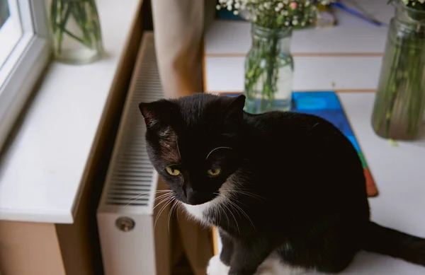 一只年轻的黑白猫坐在窗边的桌子上 — 图库照片
