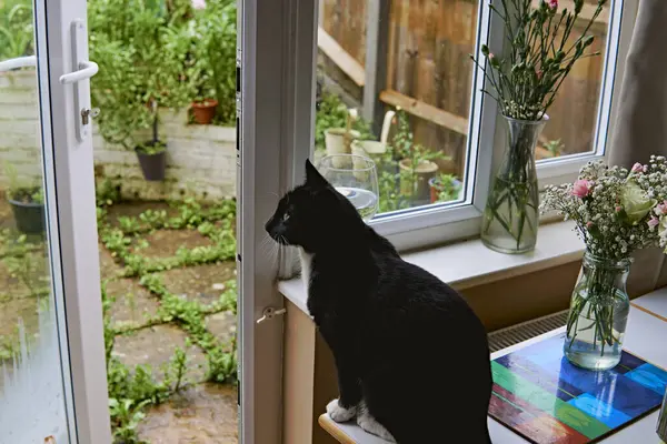 Молодий Чорно Білий Кіт Дивиться Вікно Щоб Побачити Зелений Сад — стокове фото