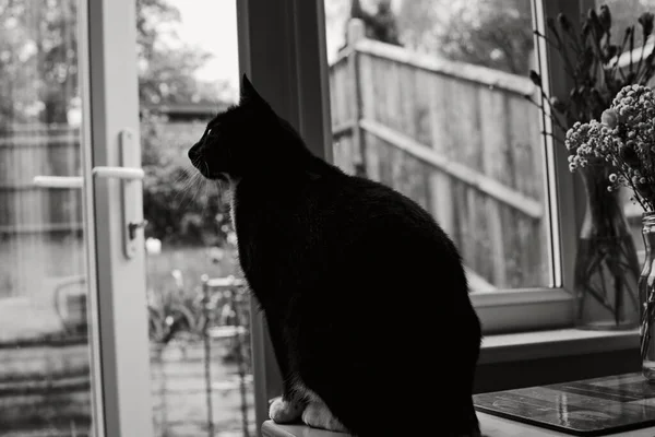 Mladý Černobílý Kocour Dívá Okna Květinami — Stock fotografie