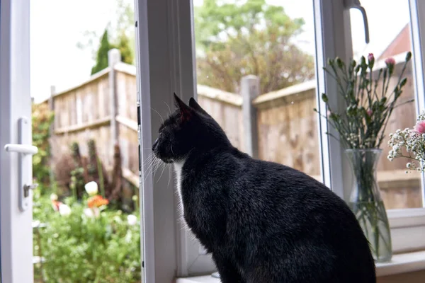 一只年轻的黑白相间的猫正朝窗外看去 想看看那绿色的花园 — 图库照片