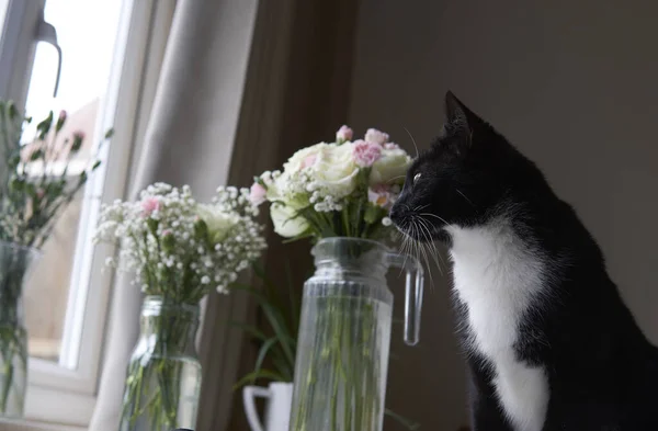 Jeune Chat Noir Blanc Regarde Par Fenêtre Avec Des Fleurs — Photo