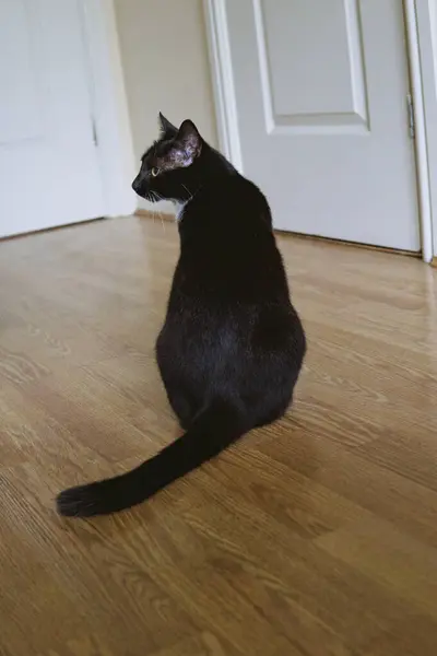 Pisică Tânără Alb Negru Stă Podea Din Lemn Vedere Din — Fotografie, imagine de stoc