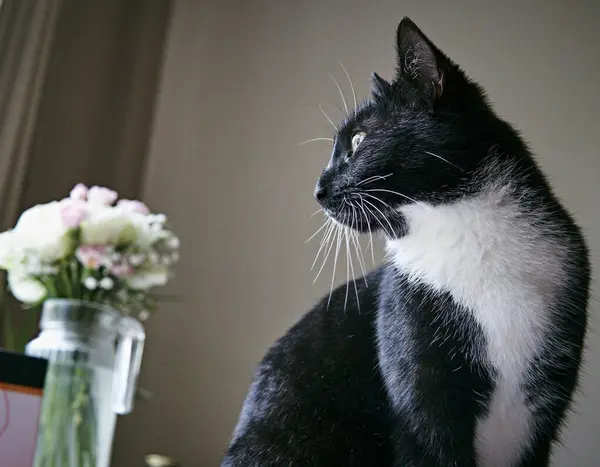 Ung Svart Och Vit Katt Tittar Genom Fönstret Med Blommor — Stockfoto
