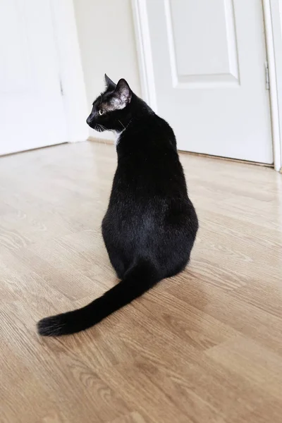 Jovem Gato Preto Branco Está Sentado Chão Madeira Vista Traseira — Fotografia de Stock