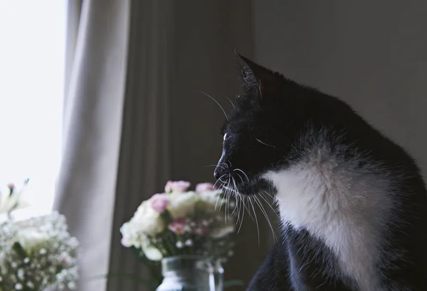 Młody Czarno Biały Kot Patrzy Przez Okno Kwiatami — Zdjęcie stockowe