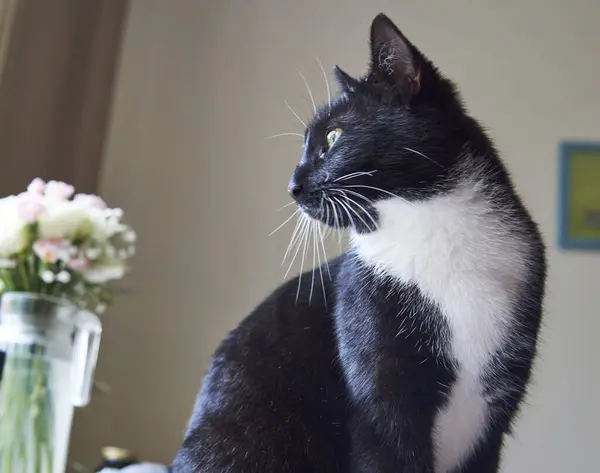 Молодий Чорно Білий Кіт Дивиться Вікно Квітами — стокове фото